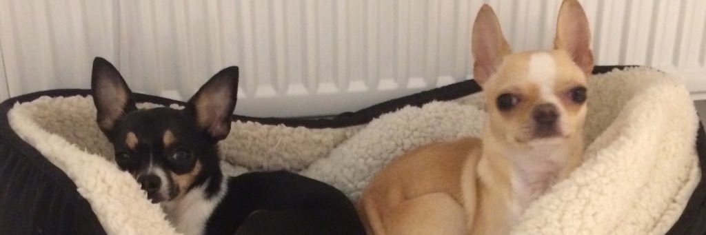 lorrainepink1's profile banner image