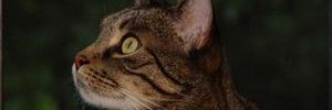 Critterdude1's profile banner image