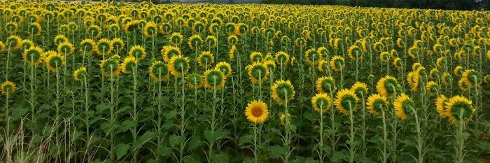 Abbey Bowerman banner