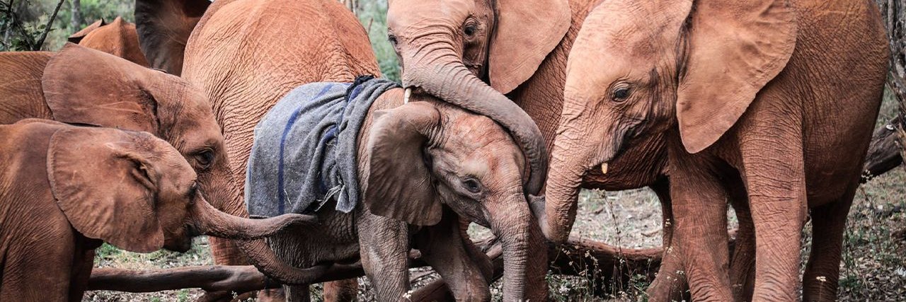 🐘 Mahi 5th Gen Addis Abeban banner