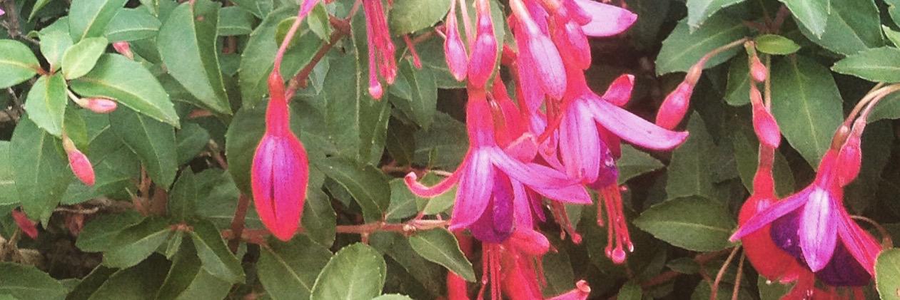 Healthyhunza's profile banner image
