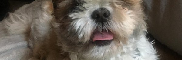 theveganspy Profile Banner