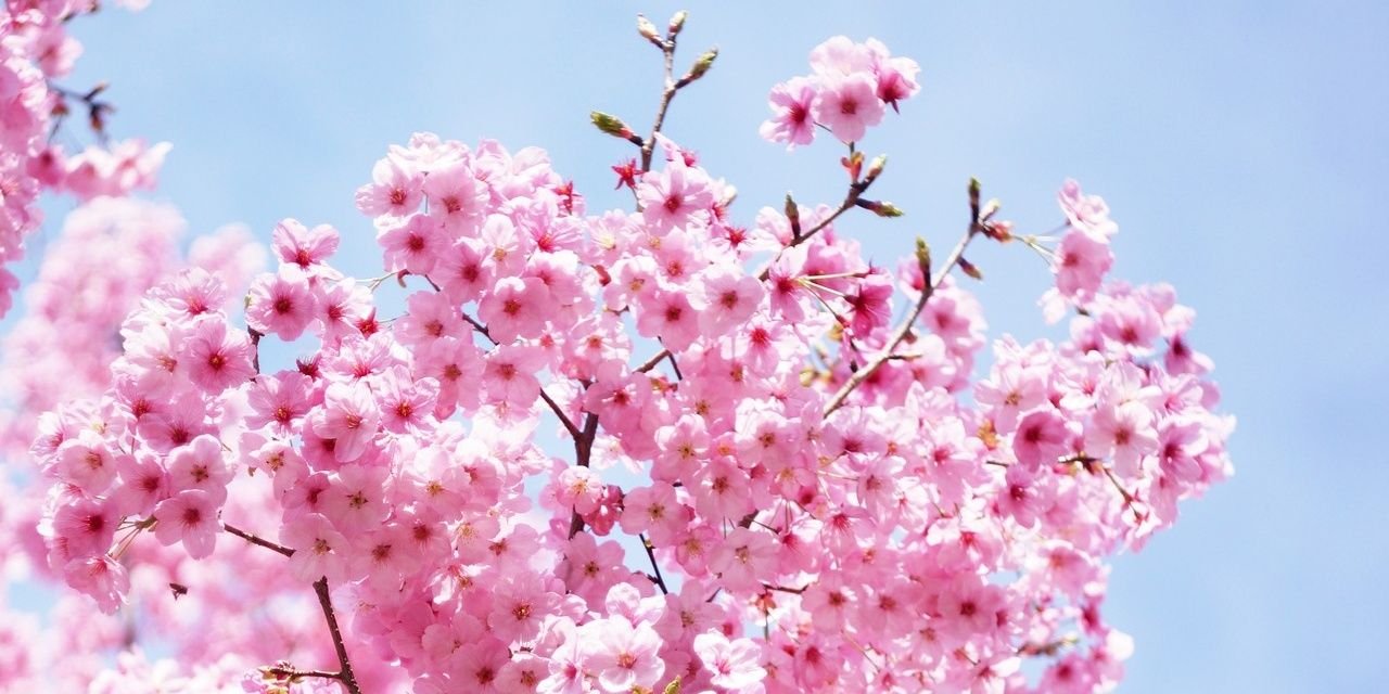 Castle🌺🎄 banner