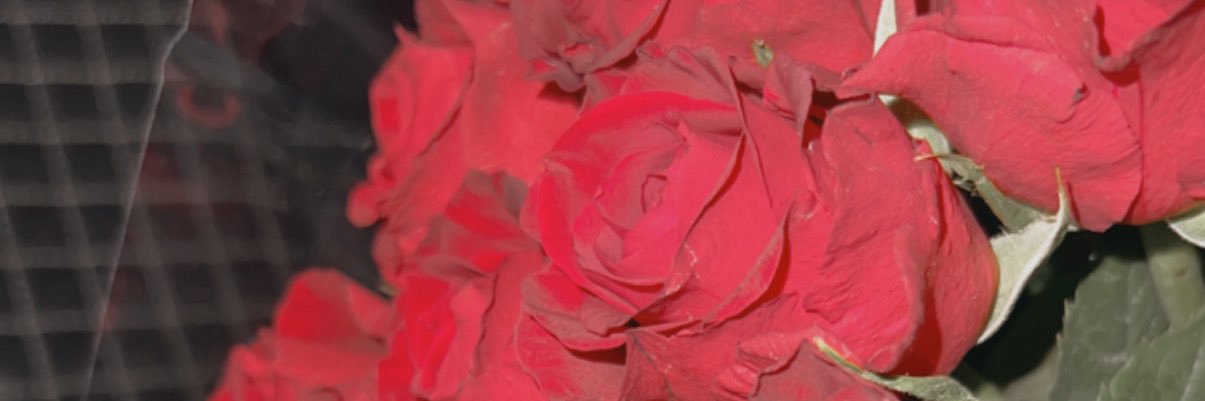 MykdaMonster's profile banner image