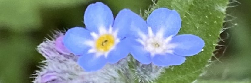 Lizdalry's profile banner image