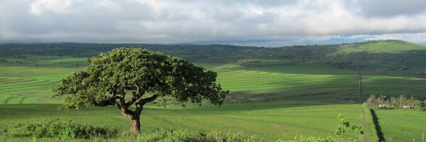 kylacoates Profile Banner