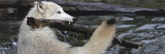 teh Thirsty Scholar banner