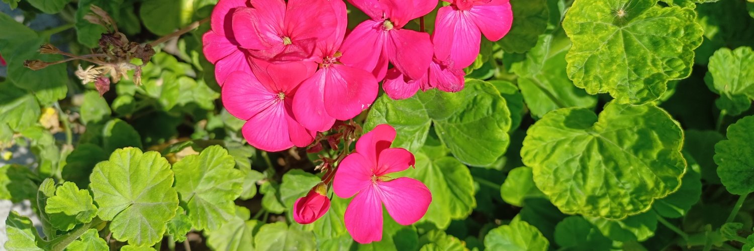 Mariposinea's profile banner image