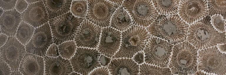 Holly Heaviland EdD banner