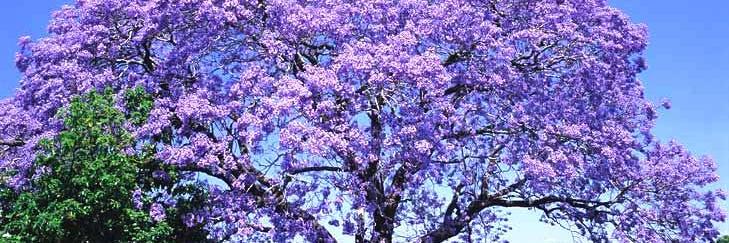 josiane_beatriz's profile banner image