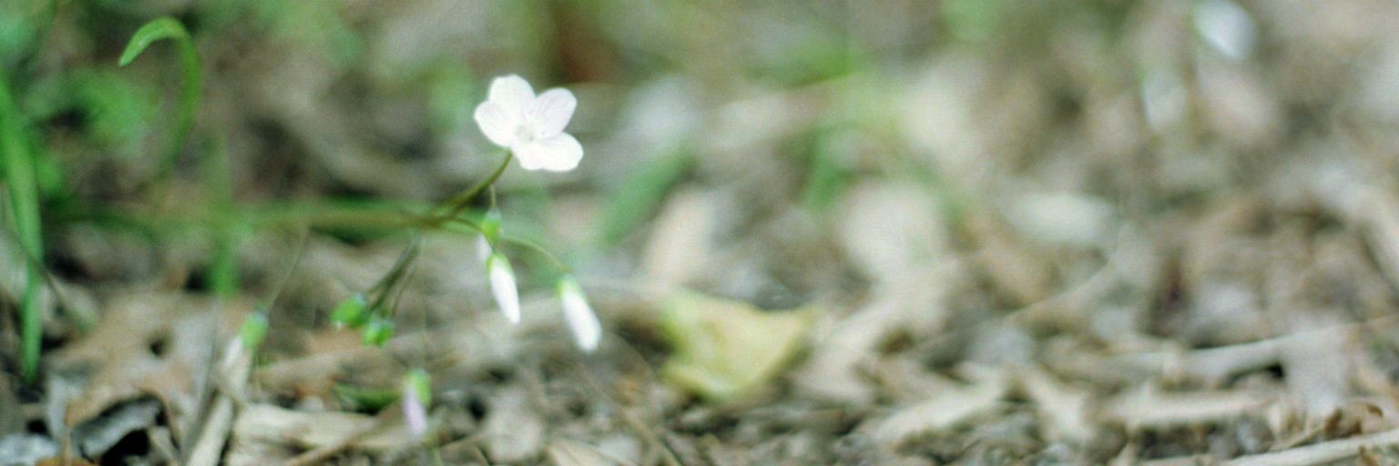 Chris Primeaux banner