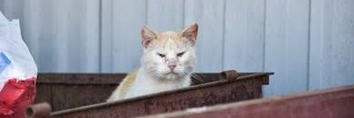 holvi banner
