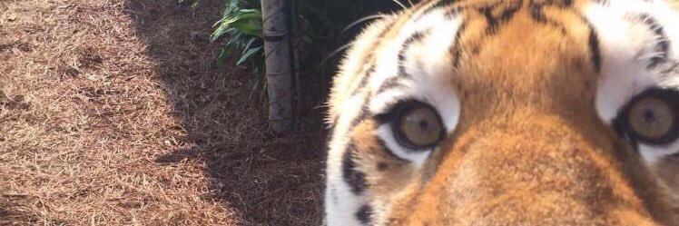 TigerGodwin's profile banner image