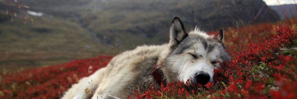 valtris's profile banner image