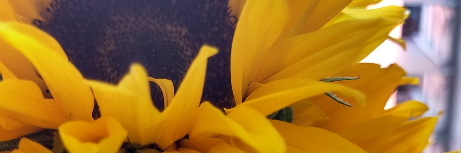 kaereene's profile banner image