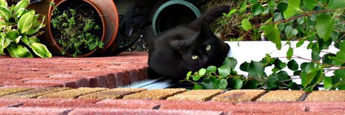 Naoko Roth🐈‍⬛ banner