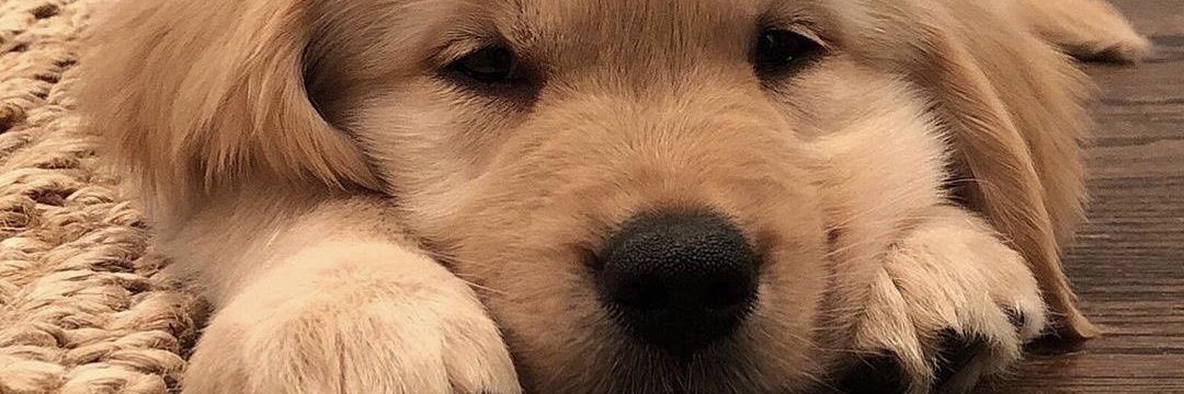 herrandompage's profile banner image