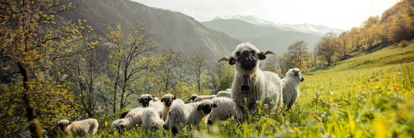 valaiswallis Profile Banner