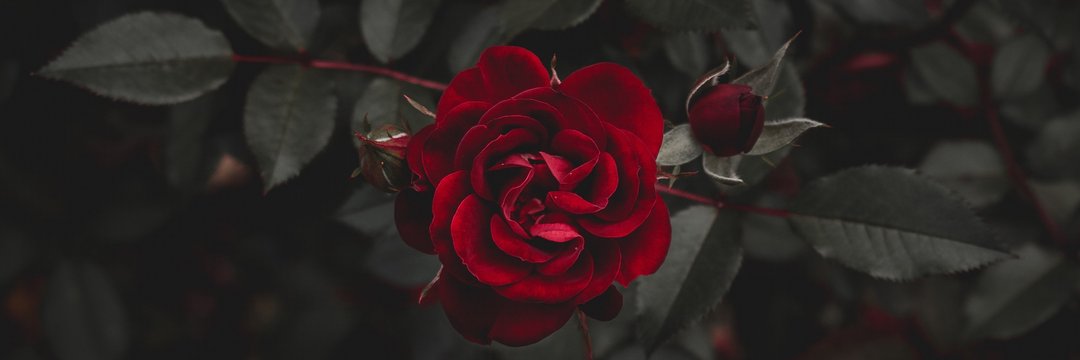 YWN56's profile banner image