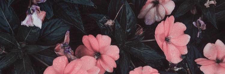diyanella's profile banner image