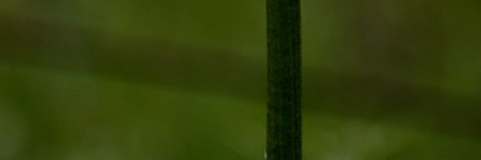 paramomystic's profile banner image