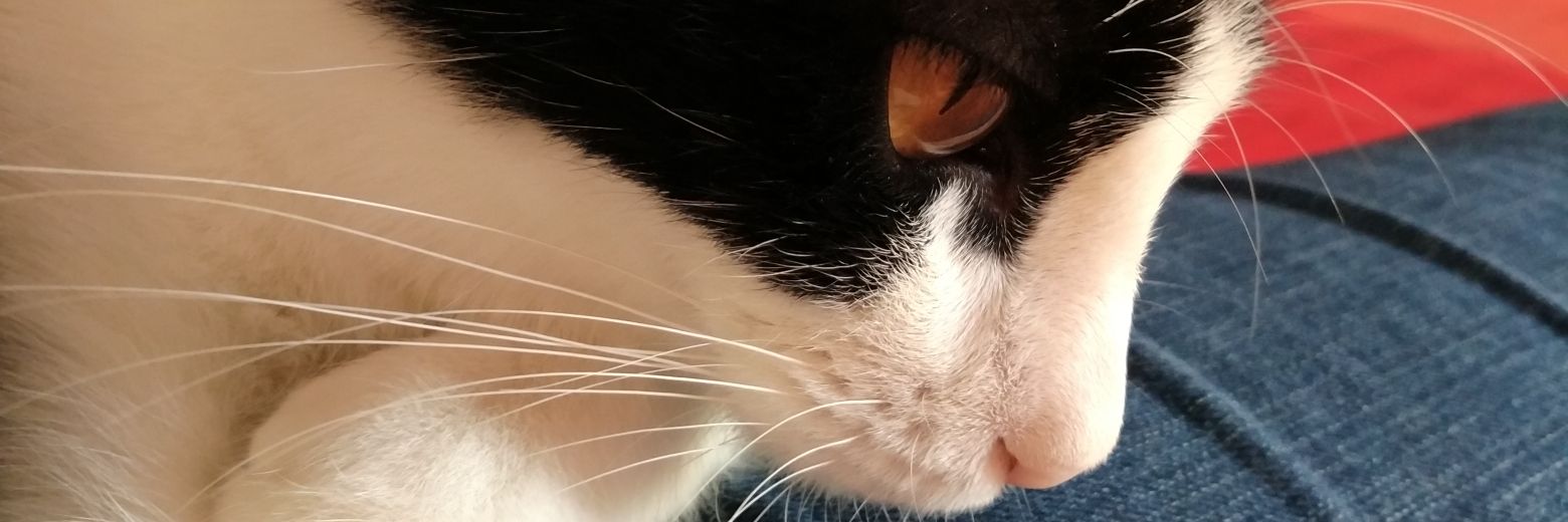 LLUISAGC's profile banner image
