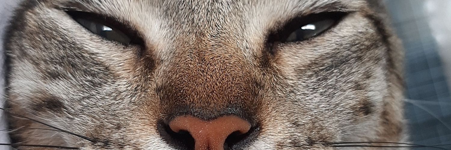 alohelou's profile banner image