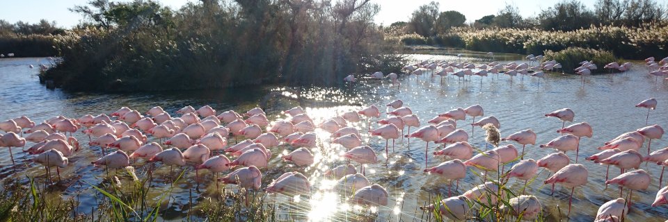 Florence Guida banner
