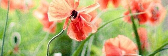 miaka_zuster's profile banner image
