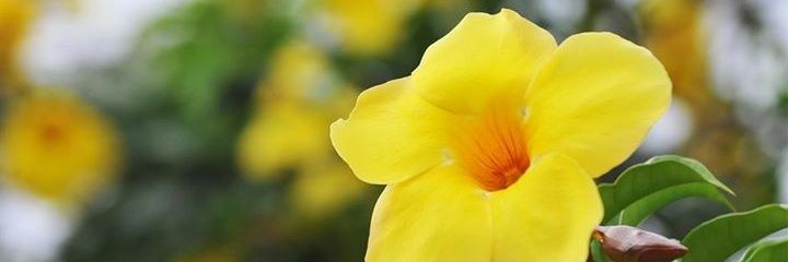 EmiJacob's profile banner image