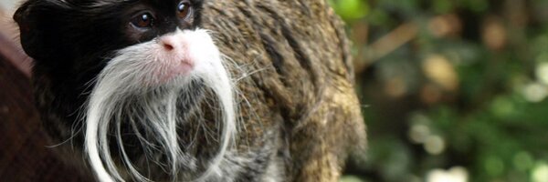 SebMoss Profile Banner