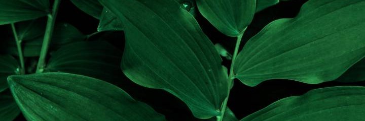 yyyy_2020's profile banner image