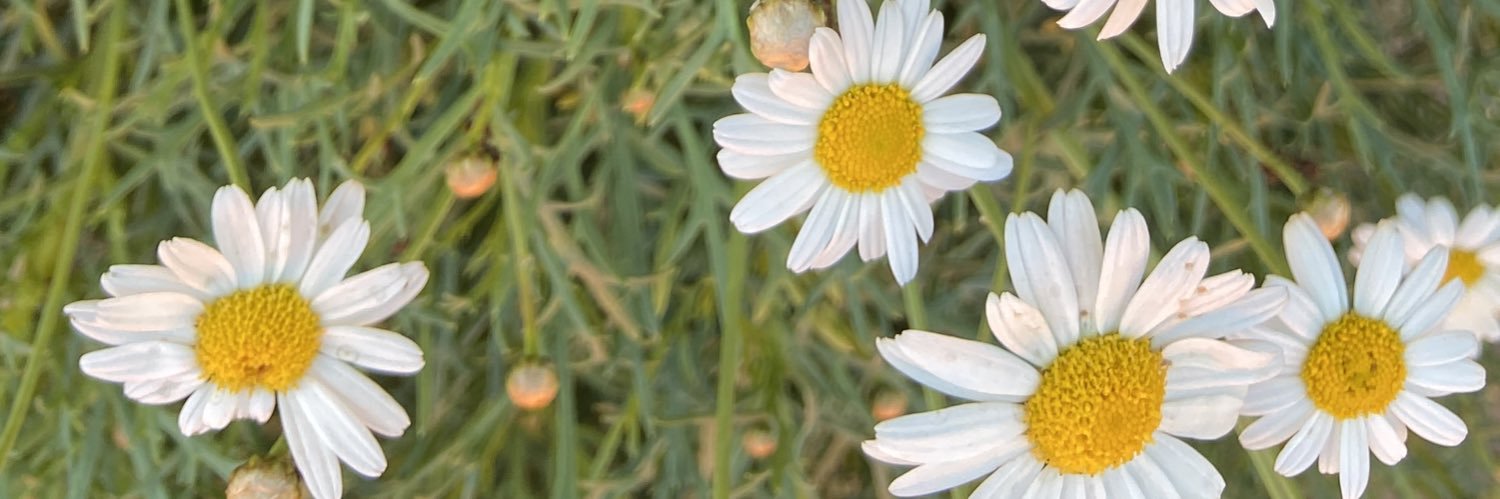 edoarda com o? banner