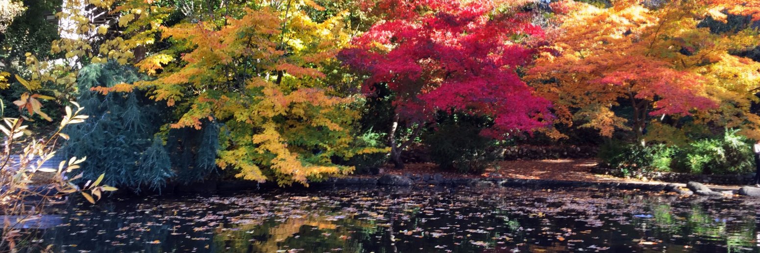 Deb Goodkin @dgoodkin.bsky.social banner