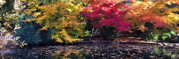 dgoodkin Profile Banner