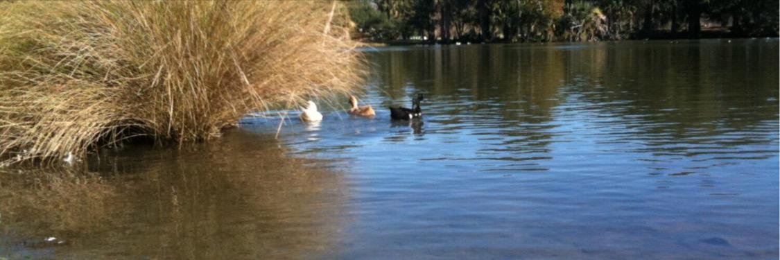 Bren Allynn Buras-Elsen banner