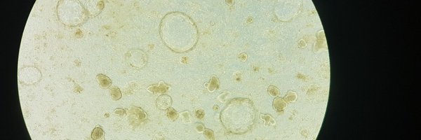 vickyyyf Profile Banner