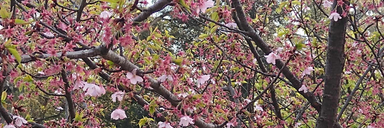 leilazunini's profile banner image