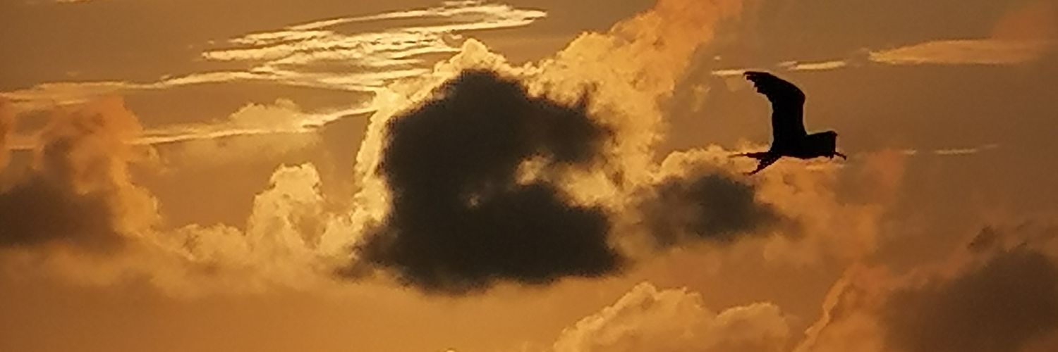 Phiare's profile banner image