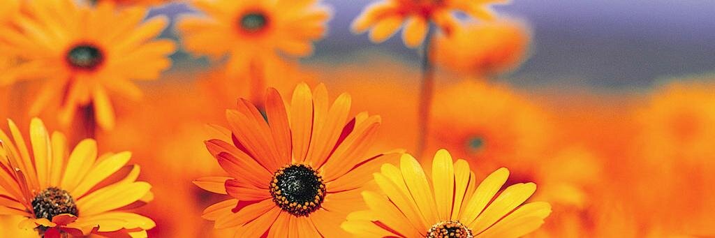 Haydee Flores banner