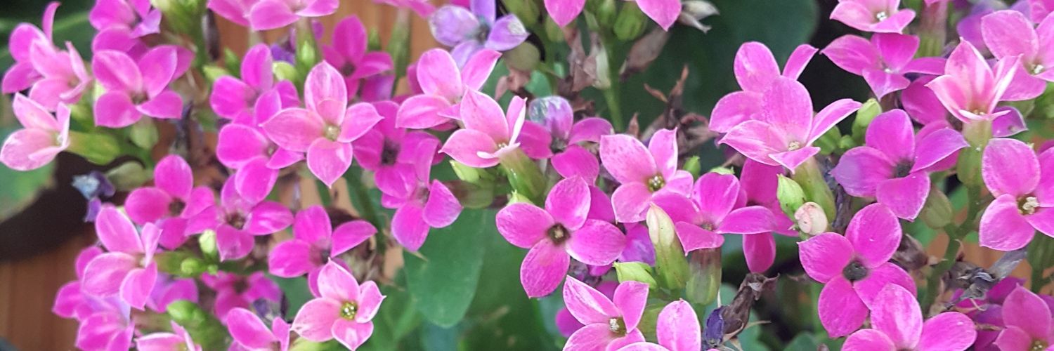 deenaputi's profile banner image