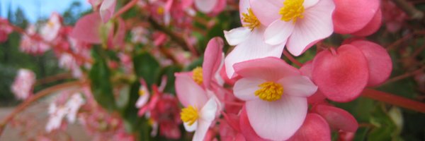 monkeyami Profile Banner