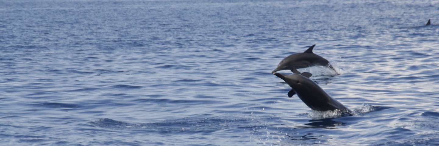 Giovapnea's profile banner image