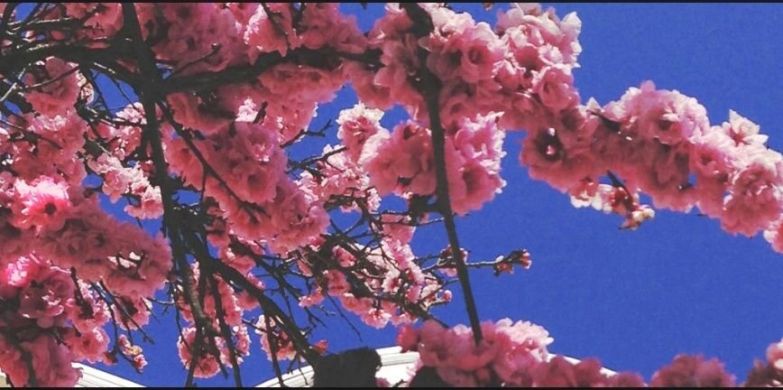 𝓜𝓮𝓵𝓪 🌙🏴‍☠️ banner