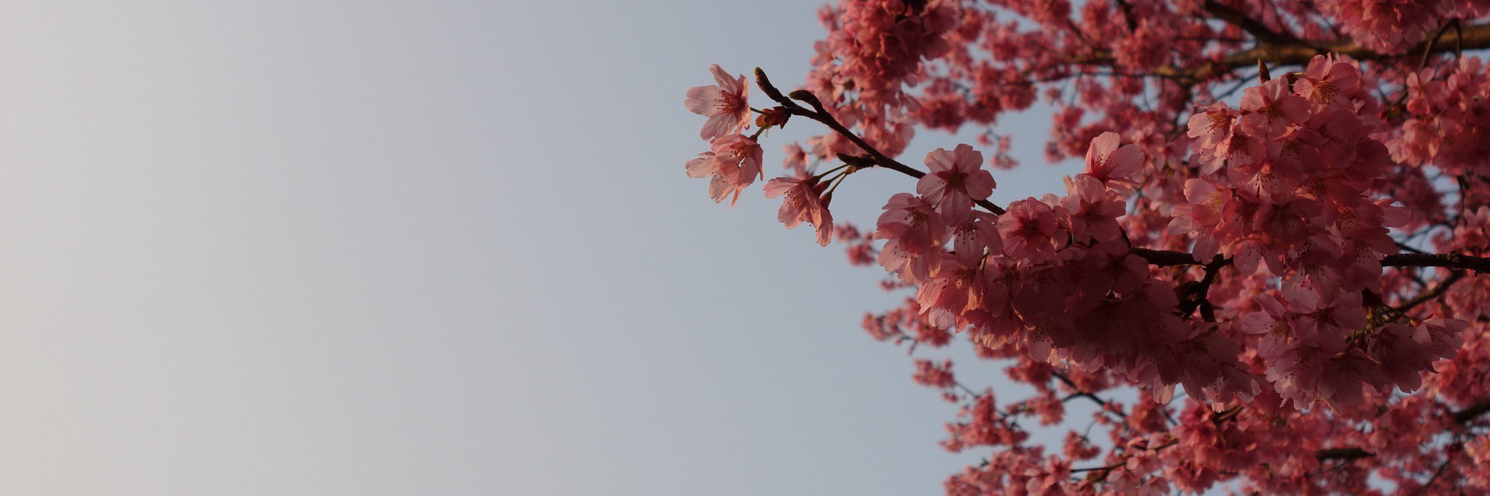 tkhr_p's profile banner image