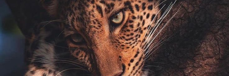 𝐒𝐮𝐧𝐬𝐡𝐢𝐧𝐞 banner