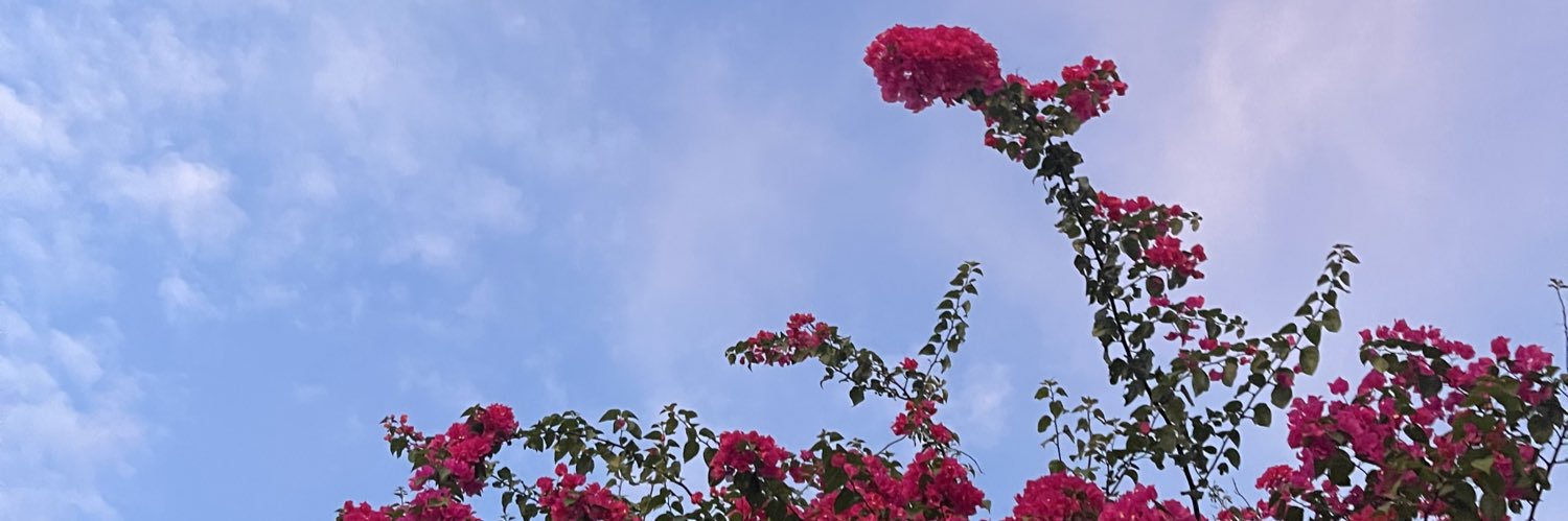 ninazambo's profile banner image