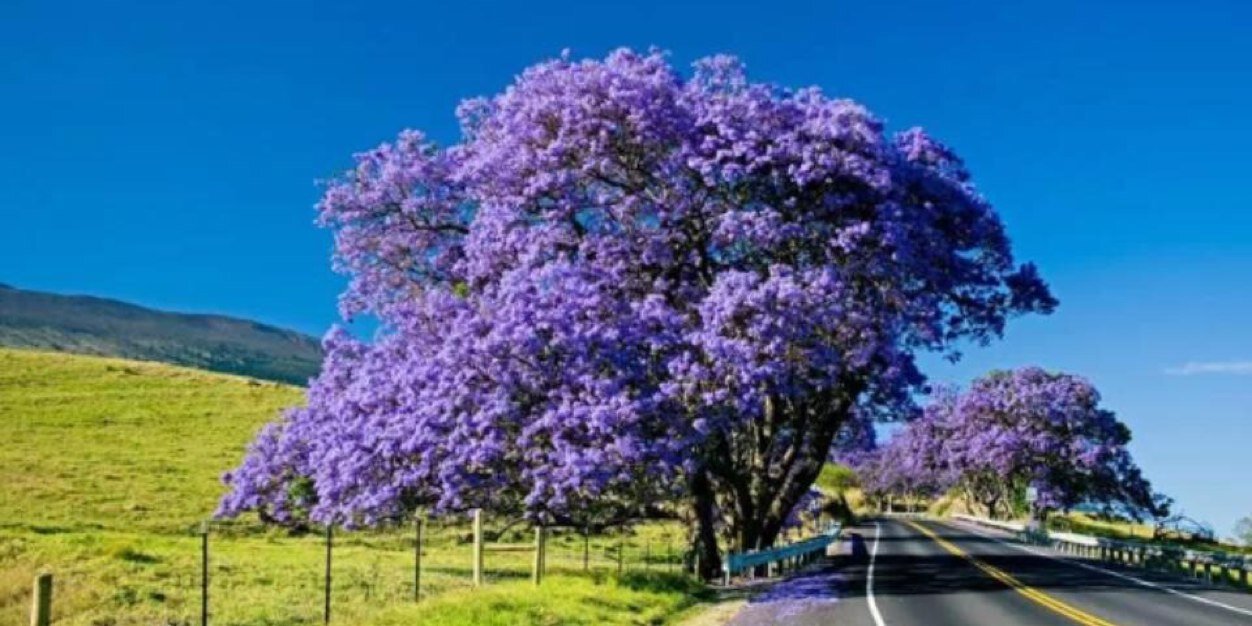 mauimom63's profile banner image