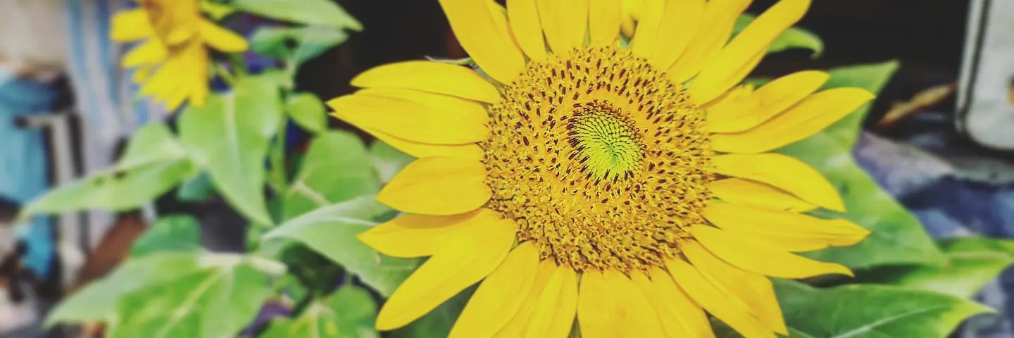 fayedaroo's profile banner image