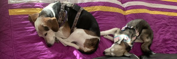 RheysDaRoof Profile Banner